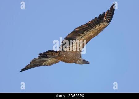 Griffon vautour (gyps fulvus) volant, vautour en vol, survolant la terre, Los Barrios, Espagne. Banque D'Images