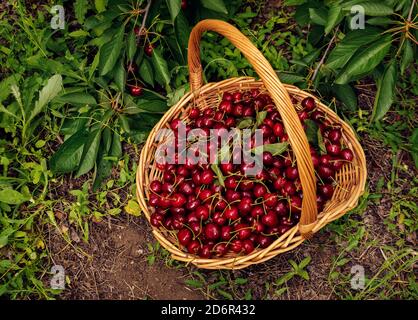 Panier en osier rempli de cerises mûres ed sur le sol Dans le verger foyer sélectif Banque D'Images