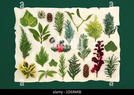 Grande collection européenne de verdure naturelle d'hiver avec houx et une variété de la faune et de la flore saisonnières sur vieux papier parchemin sur fond vert. Banque D'Images