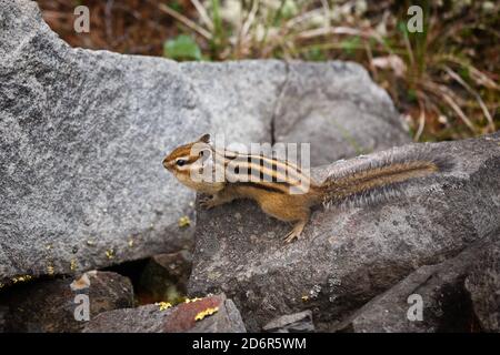 Chipmunk sur une pierre avec des pochettes de cheek farcies Banque D'Images