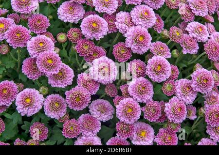 Magnifique mélange de fleurs de chrysanthème rose clair en vente. Banque D'Images