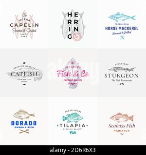 Ensemble de panneaux vectoriels ou de modèles de logo pour fruits de mer de qualité supérieure. Esquisses de poissons dessinées à la main avec Typographie, Capelin, Catfish, Sturgeon, Tilapia, Herring etc Illustration de Vecteur
