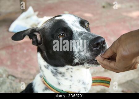 Belle et adorable croix de Dalmation, noire et blanche avec des taches, prend un traitement pour son bon comportement de ses compains humains Banque D'Images