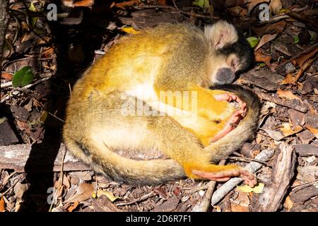Heure de la sieste Banque D'Images