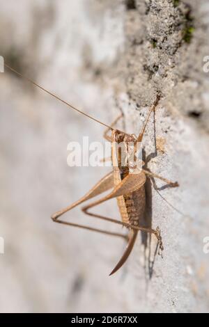 Yersinella raymondi, femelle, nom commun de Raymond Bush-cricket, est une espèce de 'crickets katydids' appartenant à la famille des Tettigonidae, Croatie. Banque D'Images