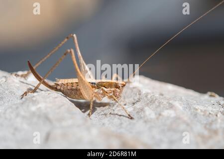 Yersinella raymondi, femelle, nom commun de Raymond Bush-cricket, est une espèce de 'crickets katydids' appartenant à la famille des Tettigonidae, Croatie. Banque D'Images