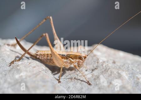 Yersinella raymondi, femelle, nom commun de Raymond Bush-cricket, est une espèce de 'crickets katydids' appartenant à la famille des Tettigonidae, Croatie. Banque D'Images