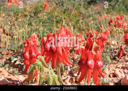 Le pois du désert de Sturt (Swainsona formosa) dans le parc national de Cape Range, en Australie occidentale. Banque D'Images