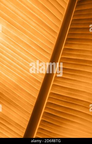Photo macro de la feuille de banane fraîche. Banque D'Images