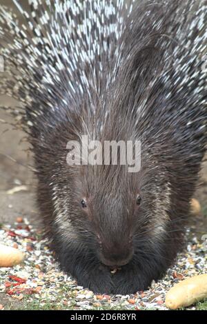 porcupine mange de vieux petits pains et légumes Banque D'Images