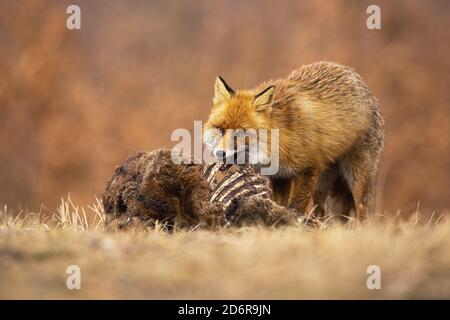 Renard roux affamé se nourrissant sur la prairie en nature automnale. Banque D'Images