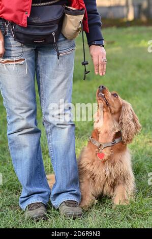 Milan 18/10/2020 , dressage de chiens, race Anglais Cocker Spaniel Banque D'Images