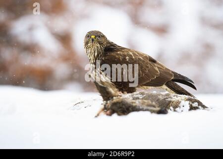 Majestueux bourdonnement commun assis sur un terrain en hiver. Banque D'Images