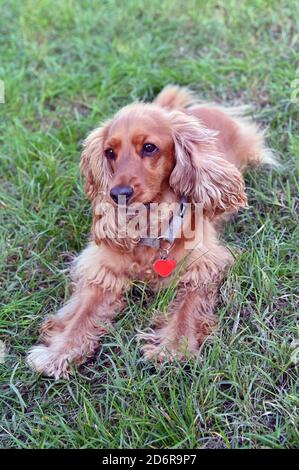 Milan 18/10/2020 , dressage de chiens, race Anglais Cocker Spaniel Banque D'Images