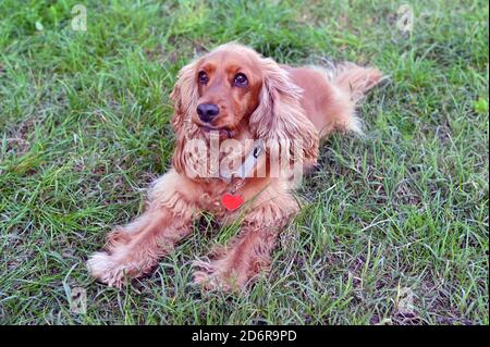 Milan 18/10/2020 , dressage de chiens, race Anglais Cocker Spaniel Banque D'Images