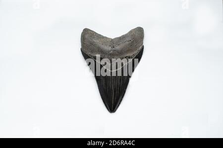 Grande dent de requin mégalodon fossilisée noire sur fond blanc. (Otodus megalod). Ancienne dent de requin préhistorique Banque D'Images