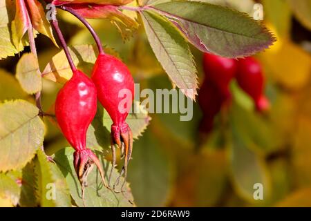 Baies de roses sauvages rouges mûres sur fond de feuilles d'orange variégées. Plante médicinale, vitamine C. Banque D'Images
