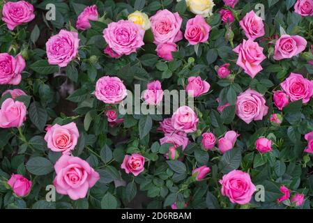 beaucoup de roses roses roses et blanches dans les feuilles vertes Banque D'Images