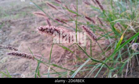 Red Burnett médicinal lat. Sanguisorba officinalis est une plante herbacée vivace. Heure du matin Banque D'Images