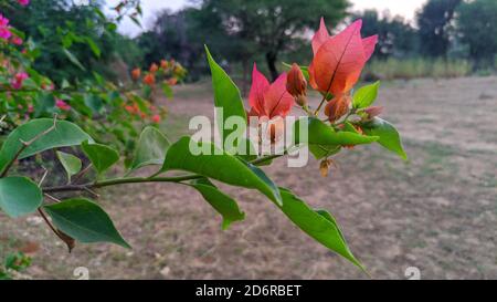 Fleur de bougainvilliers rose avec feuille verte, mise au point avant arrière-plan flou. Banque D'Images