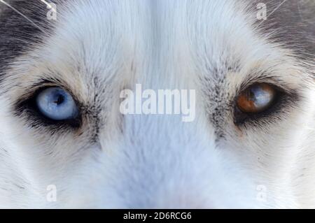 Gros plan d'un chien husky blanc et gris avec du bleu et les yeux bruns Banque D'Images