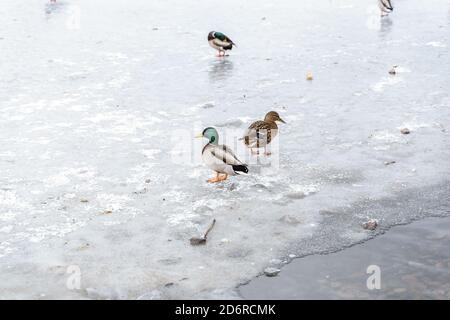 canards colverts en hiver sur un lac gelé. oiseaux sur glace Banque D'Images