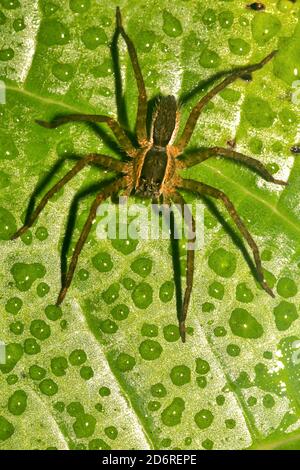 Araignée tropicale, forêt tropicale, bassin de la rivière Napo, Amazonie, Equateur, Amérique Banque D'Images