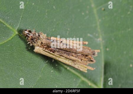 Balayage poilu (Canephora hirsuta, Canephora unicolor, psyché unicolor), chenille sur une feuille, Allemagne Banque D'Images