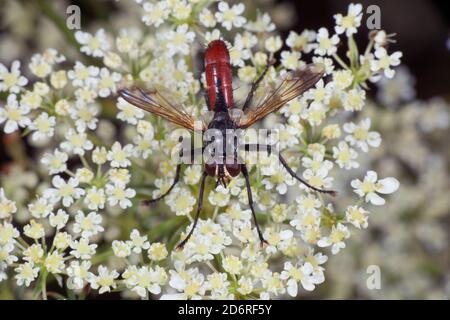 Tachinid Fly (Cylindromia bicolor), siège sur l'inflorescence, Allemagne Banque D'Images