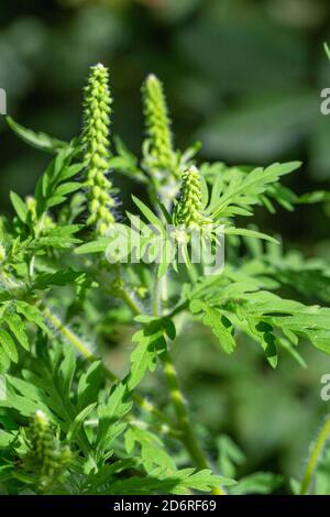 L'herbe à poux annuel, petite herbe à poux, herbe amère, herbe-porc, absinthe romaine (Ambrosia artemisiifolia), la floraison, l'Allemagne, la Bavière Banque D'Images