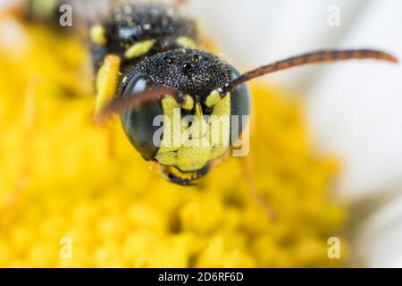 Cinq guêpes de Digger à queue bandée (Cerceris quinquefasciata), se dresse sur une fleur, portrait, Allemagne Banque D'Images