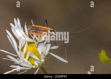 Insecte de l'herbe à deux points, insecte de l'herbe à deux points, insecte de l'herbe à deux points (Stenotus binotatus), se trouve sur une Marguerite, en Allemagne Banque D'Images