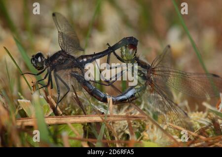 Noir sympetrum, noir dard (Sympetrum danae), roue dentée, Allemagne Banque D'Images