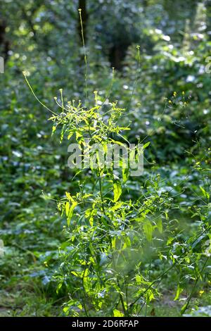 Moutarde de couverture commune, pubescentes-pod moutarde de couverture (Sisymbrium officinale), la floraison, Allemagne Banque D'Images