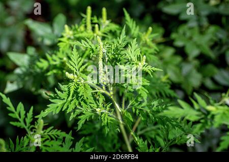 L'herbe à poux annuel, petite herbe à poux, herbe amère, herbe-porc, absinthe romaine (Ambrosia artemisiifolia), la floraison, l'Allemagne, la Bavière Banque D'Images