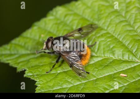 Bumblebee imite l'aéroglisseur (Volucella bomylans), assis sur une feuille, Allemagne Banque D'Images