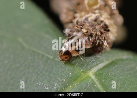 Balayage poilu (Canephora hirsuta, Canephora unicolor, psyché unicolor), portrait d'une chenille, Allemagne Banque D'Images