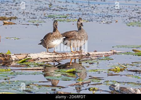 gadwall (Anas strepera, Mareca strerpera), paire, sur bois mort dans un lac, Allemagne, Bavière Banque D'Images