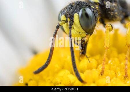 Five Banded Spout Digger Wasp (Cerceris quinquefasciata), portrait, Allemagne Banque D'Images