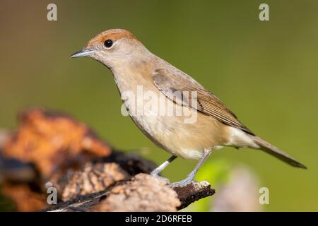 Black cap (Sylvia atricapilla), femelle adulte debout sur un morceau de bois, Italie, Campanie Banque D'Images