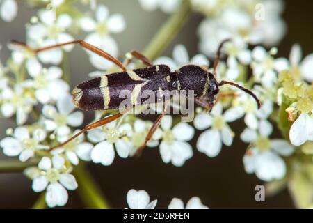 Le dendroctone du Wasp (Clytus arietis), se trouve sur une inflorescence, en Allemagne Banque D'Images
