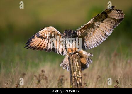 Hibou de l'aigle du nord (Bubo bubo), atterrissage sur un poteau en bois, vue de face, Royaume-Uni, pays de Galles, Pembrokeshire Banque D'Images