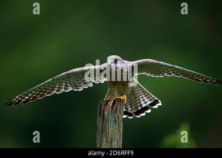 Kestrel européen, Kestrel eurasien, Kestrel ancien monde, Kestrel commun (Falco tinnunculus), perching sur un poteau en bois avec des ailes étirées, avant Banque D'Images