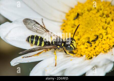 Cinq guêpes de Digger à queue bandée (Cerceris quinquefasciata), se dresse sur une fleur, en Allemagne Banque D'Images