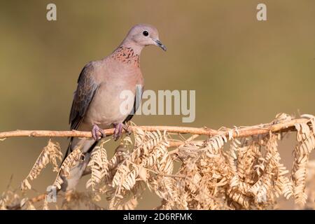 Colombe rieuse arabe (Streptopelia senegalensis cambayensis, Streptopelia cambayensis), adulte perché sur une branche, Oman, Dhofar Banque D'Images