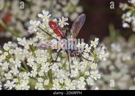 Tachinid Fly (Cylindromia bicolor), siège sur l'inflorescence, Allemagne Banque D'Images