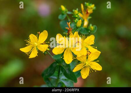 Millepertuis, millepertuis, millepertuis, millepertuis, millepertuis (Hypericum perforatum), fleurs, Allemagne, Bavière Banque D'Images