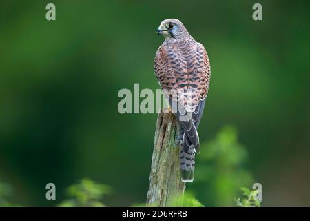 Kestrel européen, Kestrel eurasien, Kestrel ancien monde, Kestrel commun (Falco tinnunculus), perching sur un poteau en bois, Royaume-Uni, pays de Galles, Banque D'Images