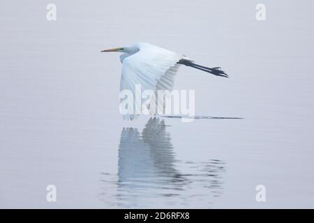 Grand aigreet, Grand Egret blanc (Egretta alba, Casmerodius albus, Ardea alba), volant au brouillard près de la surface d'eau d'un lac, vue latérale, Allemagne, Banque D'Images