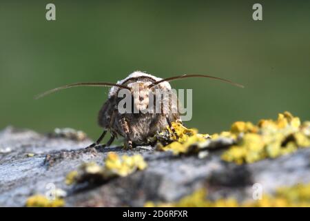 Dart en forme de navette (Agrotis puta), sur l'écorce, vue de face, France, Bretagne, Côtes-d'Armor, Erquy Banque D'Images
